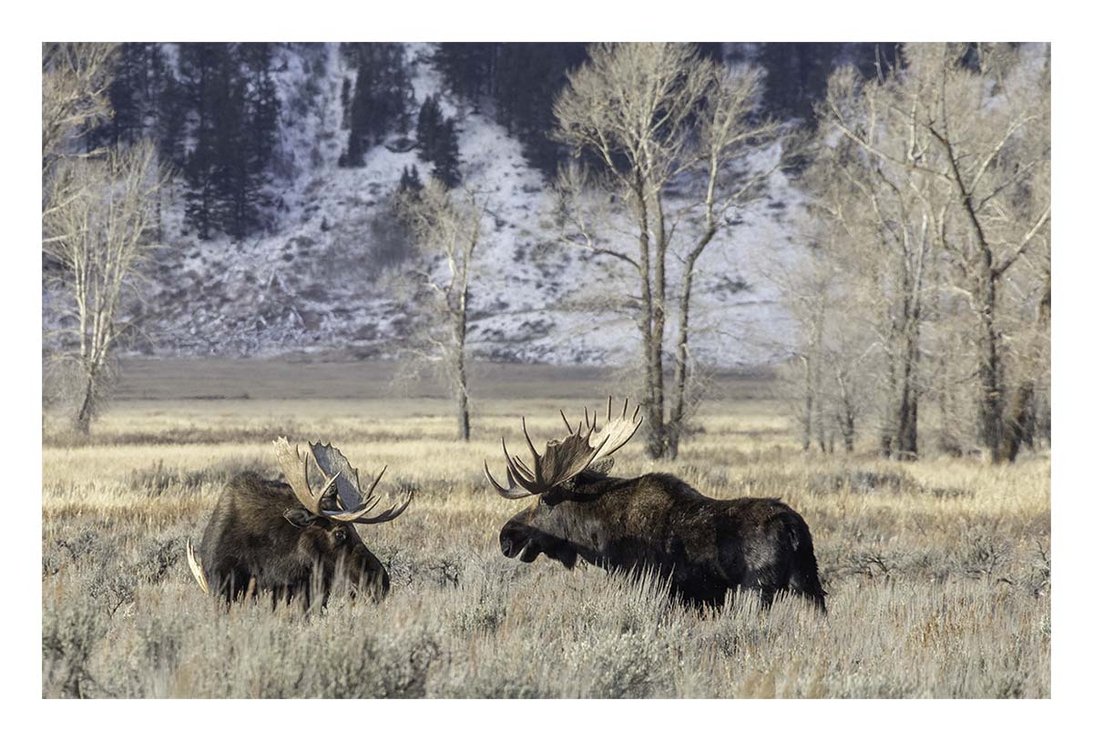 Brushbuck Wildlife Tour